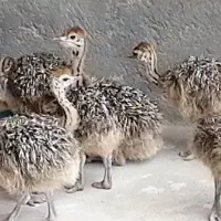 جوجه شترمرغ