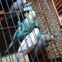 مرغ عشق|پرنده|امیدیه, |دیوار