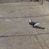 کفتر|پرنده|قم, منبع آب|دیوار