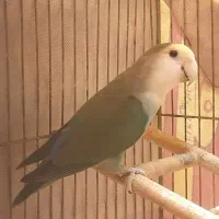 طوطی برزیلی|پرنده|آباده, |دیوار