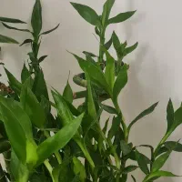 لاکی بامبو جوانه|گل و گیاه طبیعی|شیراز, قدوسی غربی|دیوار