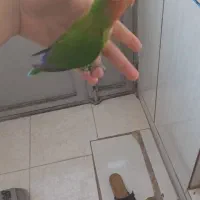 به دلیل کمبوده جاه|پرنده|زیویه, |دیوار