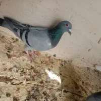 3تا ماده پلاکی|پرنده|شیراز, پادگان ولیعصر|دیوار