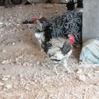 مرغ و کبوتر