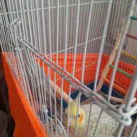 معاوضه ی عروس فقط با یک گیرینچیک