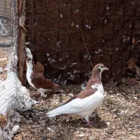 فروش یک جفت خوشرنگ جم|پرنده|جم, |دیوار