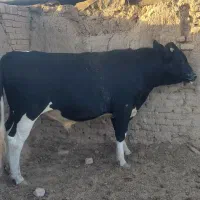 نرگاو