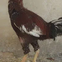 مرغ خروس لاری|حیوانات مزرعه|مشهد, هنرور|دیوار