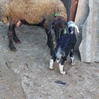 گوسفند خوب و عالی