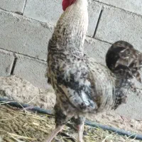 4تا خروس جوان مست محلی مرغ گیر اذان گو