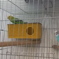 جفت مرغ عشق