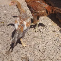 خروس لاری اصیل|حیوانات مزرعه|تربت جام, کشتارگاه|دیوار