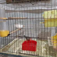 3جفت فنج با3قفس وتمام وسایل یکجاوهم جفت تکی|پرنده|پاکدشت, پاکدشت (مامازند)|دیوار