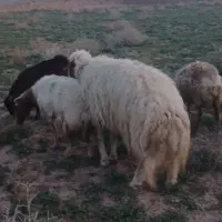 سلام قوچ تروبور افشاری اسل بشرت پرش ۷۰ملیون