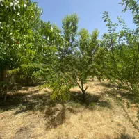 ۱۳۰۰ متر زمین باغ شهری جاده صدرا|فروش زمین و ملک کلنگی|شیراز, علوم پزشکی|دیوار
