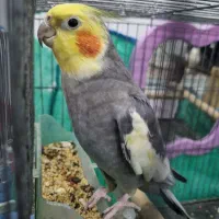 دو پرنده طوطی عروس سخنگو با قفس