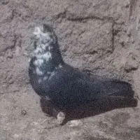 سوسکی بزک نر مست|پرنده|نیشابور, دهنو|دیوار