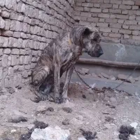 واگذاری سگ دورشت|سگ|کاشمر, |دیوار