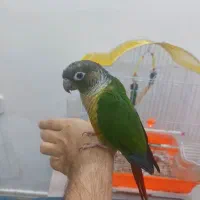 طوطی گرینچیک