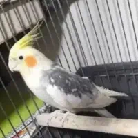 عروس هلندی نر و ماده ب دلیل جا ب جایی