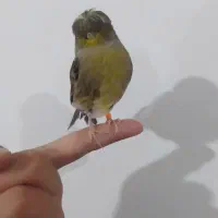 قناری گلاستر ماده