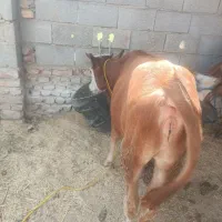 گوساله ماده