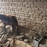2 عدد گوسفند ماده|حیوانات|گرگان, |دیوار
