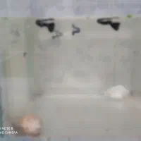 فروش ماهی های زیبا|ماهی|خرمدره, |دیوار