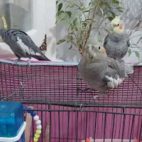 فروش عروس هلند ی|پرنده|گرمسار, |دیوار