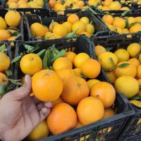 پرتقال  تامسون شیرین