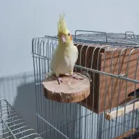 عروس هلندی دوماه،دون خور|پرنده|پردیس, فاز ۴|دیوار