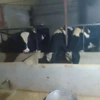 گوساله نر سالم|حیوانات مزرعه|شیرین‌سو, |دیوار