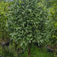 گل وگیاهای بیرونی موجوده