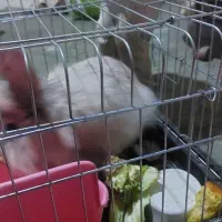 خرگوش لپ|موش و خرگوش|بیرجند, |دیوار