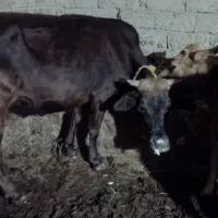 یک عددگاوگوساله