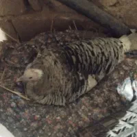 بوقلمون کرچ