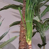 انواع بنسای یوکا و ...|گل و گیاه طبیعی|کرج, بنیاد|دیوار