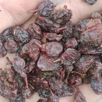 کشمش ابگیری|عمدهفروشی|لولمان, |دیوار