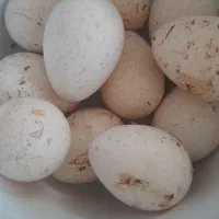 تخم بوقلمون