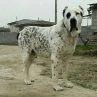 سگ الابای روسی نر قد مثبت 90ژرمن سراب قدرجونی|سگ|تهران, تهرانپارس شرقی|دیوار