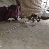 غاز