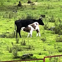 اجاره ویلا پای کوه|اجارهٔ کوتاهمدت ویلا و باغ|شاندرمن, |دیوار