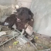 سگ سرابی