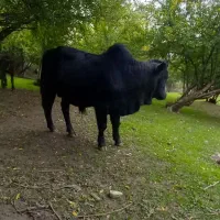 گوساله نر ناف دار|حیوانات مزرعه|رضوانشهر, |دیوار