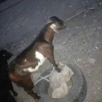 چپشت