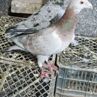 کبوتر هفت رنگ خطی