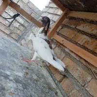 ۶ تا کفتر پرشی نر گنگستر