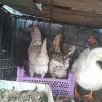 مرغ گلین وعربی|حیوانات مزرعه|اهواز, معین زاده|دیوار