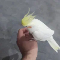 کوتوله و عروس هلندی|پرنده|یزد, |دیوار