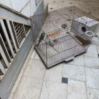 مرغ عشق جفت کاملا سالم|پرنده|قم, شهرک توانیر|دیوار